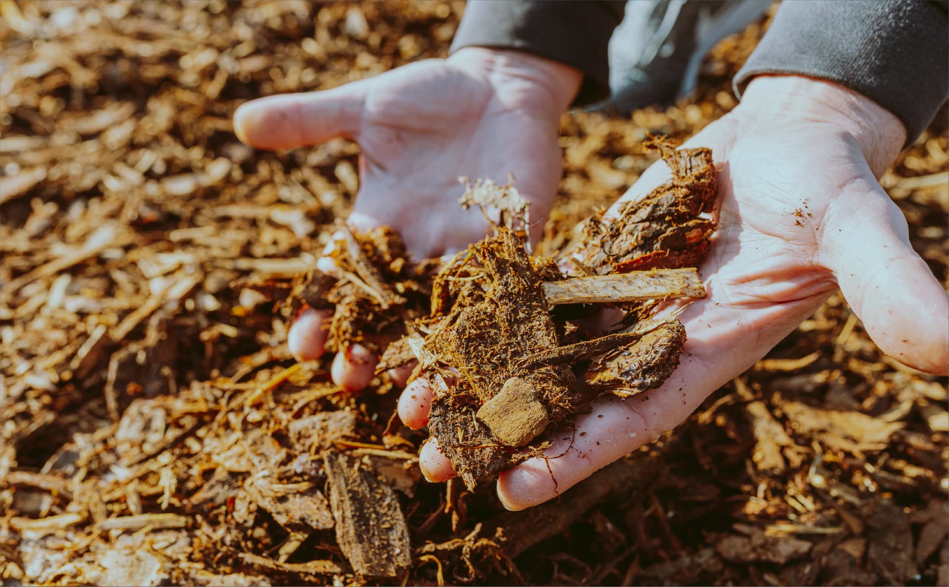 Biomass image.webp